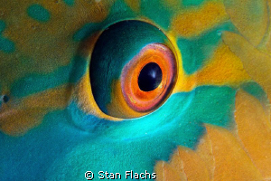 Parrotfish by Stan Flachs 